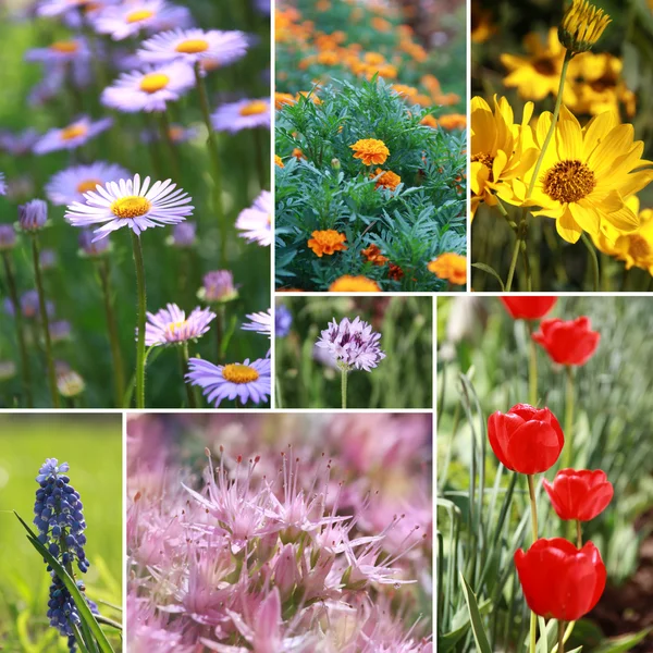 いくつかのイメージからの春の花のコラージュ — ストック写真