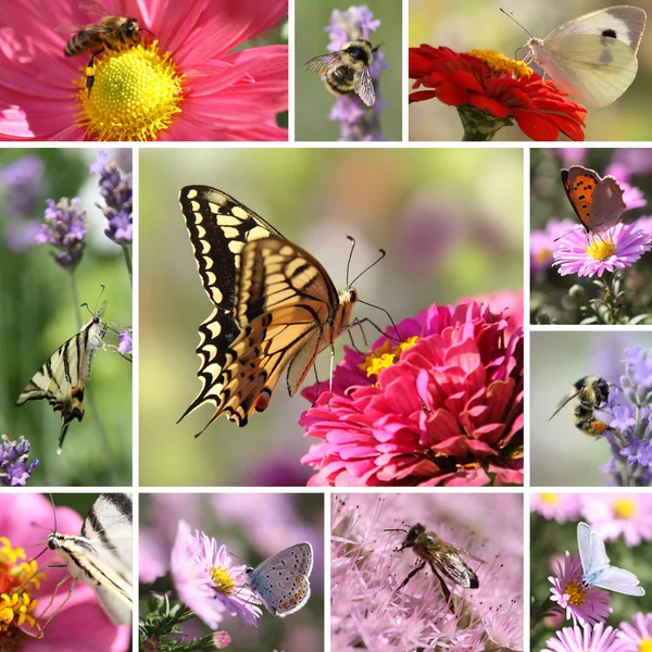 Collage de mariposas y abejas —  Fotos de Stock
