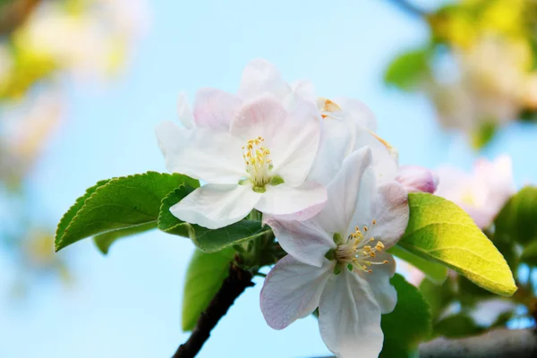 Albero di mele in fiore — Foto Stock
