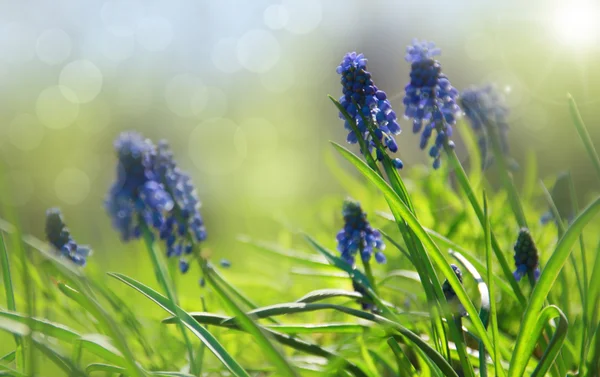 Flores azules Jacintos —  Fotos de Stock