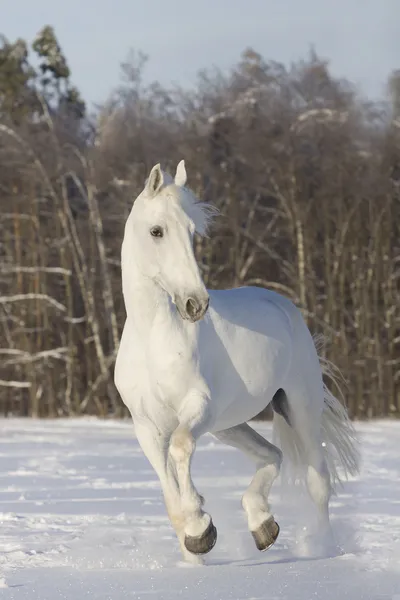Cheval Blanc Courant Dans Champ Neige — Photo