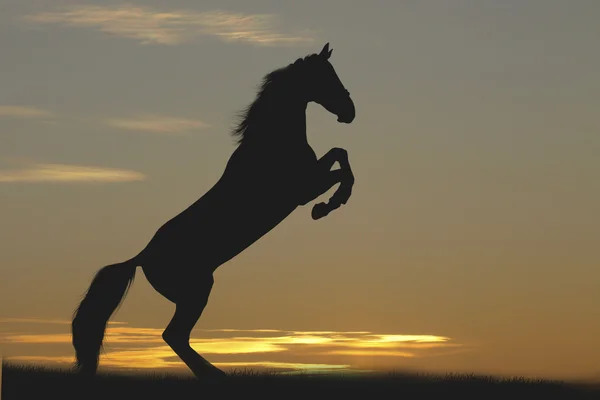 Кінь у заході сонця — стокове фото