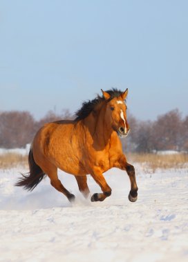 Light bay horse galloping in the snow clipart