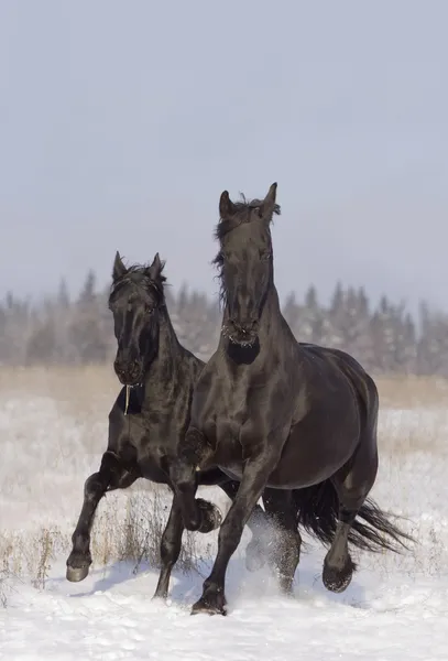 Two Black Horses Running Snow — Stock Photo, Image