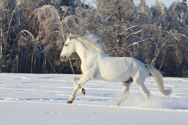 运行在雪中的美丽白色种马 — 图库照片