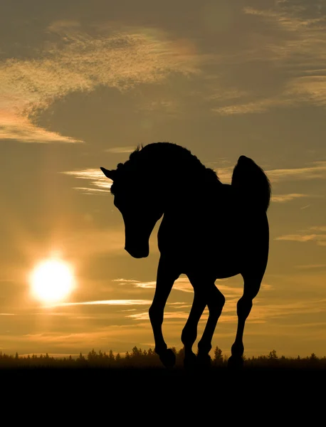 Koni arabskich w zachód słońca — Zdjęcie stockowe