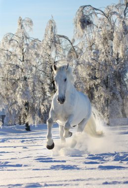 Horse in snow clipart