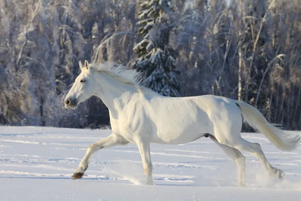 Cheval Blanc Hiver Courant Dans Neige — Photo