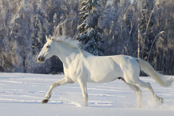 Caballo Blanco Invierno Corriendo Nieve — Foto de Stock