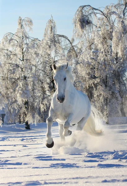 在雪中的马 — 图库照片