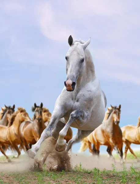 Cavalo Branco Prata Galope Corrida Rebanho — Fotografia de Stock
