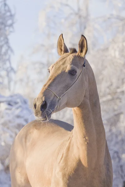 Cavallo Akhal-Teke — Foto Stock