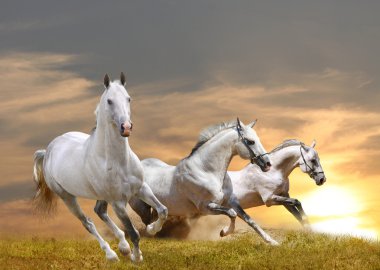 White purebred horses in a sunset running clipart