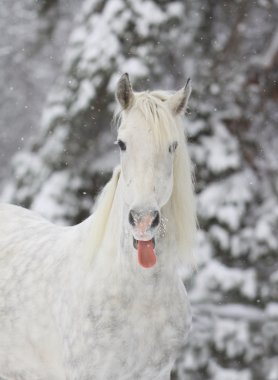 Horse in winter clipart