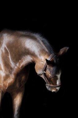 Horse indoors. studio shot clipart