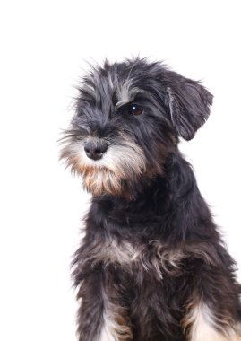 Shnauzer puppy isolated clipart