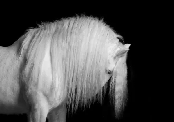 White shire stallion — Stock Photo, Image