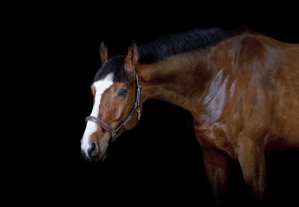 Бей коня на чорному — стокове фото