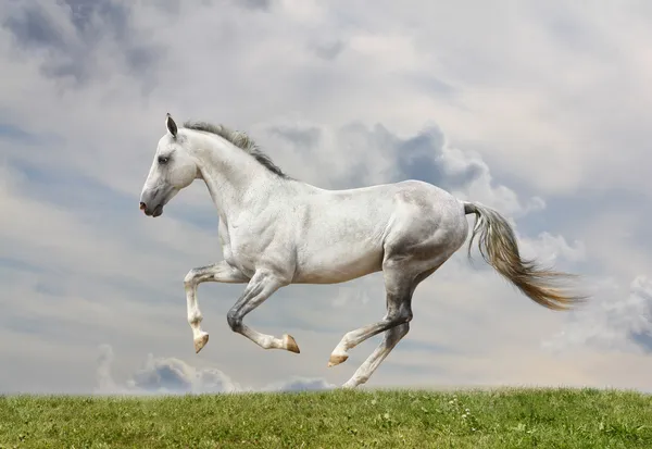 白色种马 — 图库照片