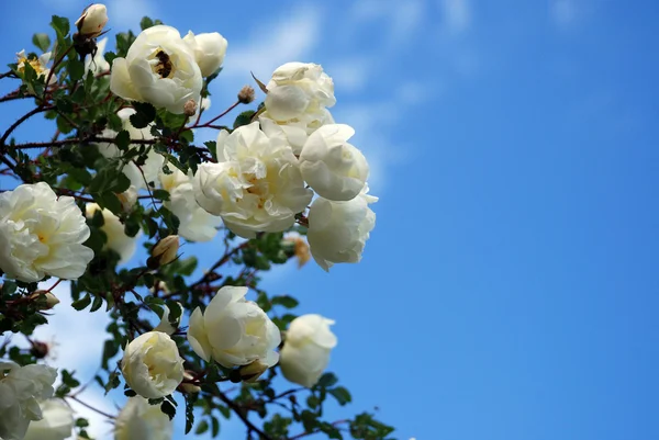 stock image Rosa spinosissima