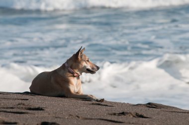 güneş banyosu alarak köpek