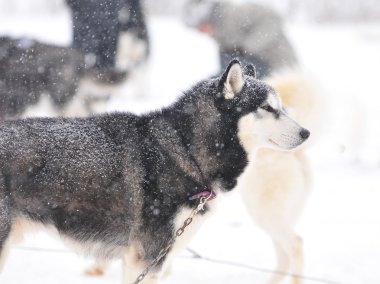 Husky kış portresi