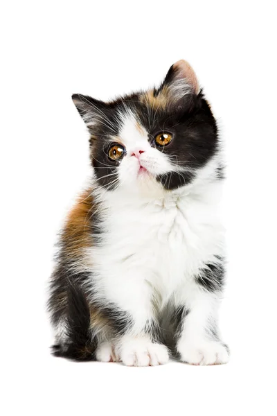 별 갑 페르시아 고양이 — 스톡 사진