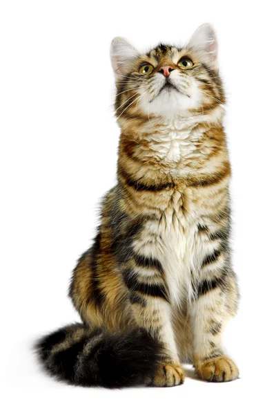 Szibériai macska — Stock Fotó