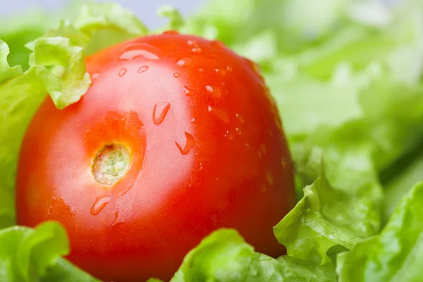 Tomaat en salade — Stockfoto