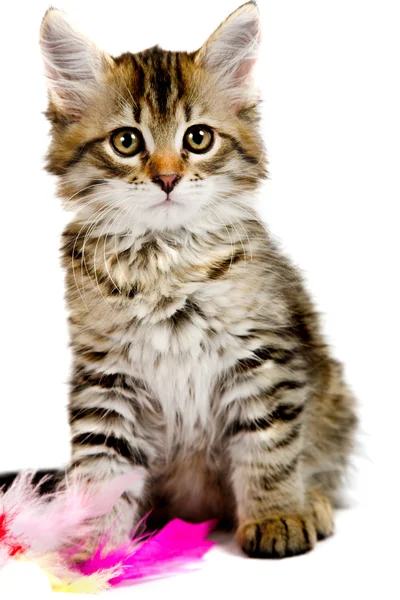 Gattino siberiano — Foto Stock