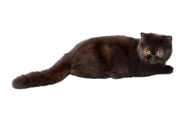 Чорний Британський кіт — стокове фото