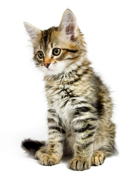 Sibiřské kotě — Stock fotografie