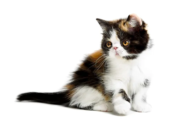 stock image Tortoiseshell persian cat