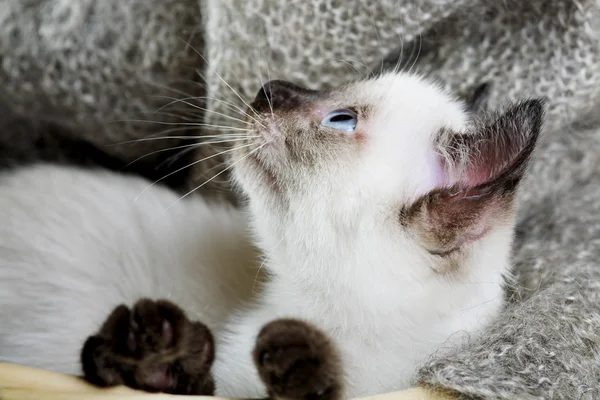 Сиамская кошка — стоковое фото