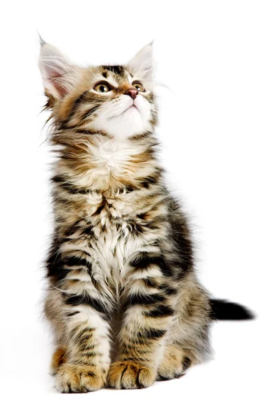 西伯利亚小猫 — 图库照片