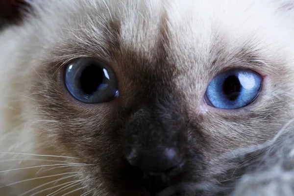 Siamilainen kissanpentu — kuvapankkivalokuva