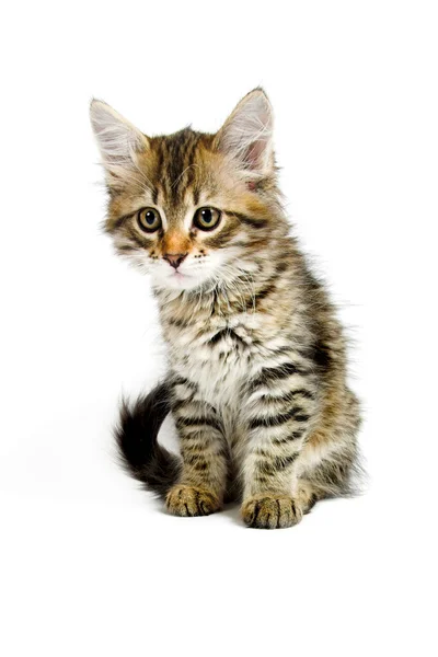 Kotka syberyjska — Zdjęcie stockowe