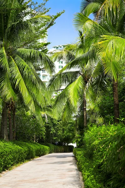 Palm alley — Stock Photo, Image