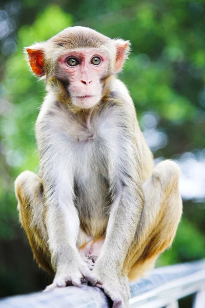 Macaque — Stock Photo, Image