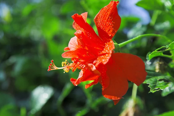 Червоний квітка — стокове фото
