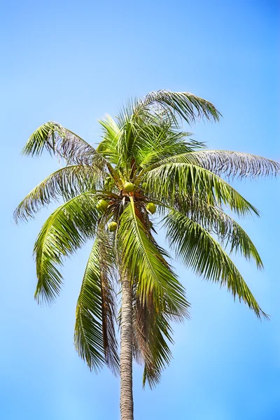Kokospalm Blå Himmel Bakgrund — Stockfoto