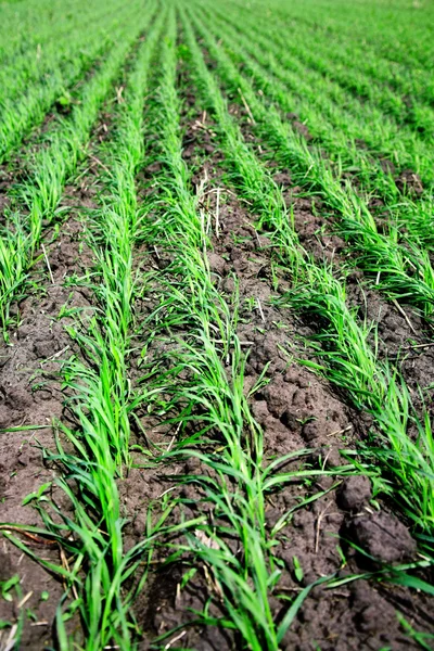 Wheat field — Stock Photo, Image