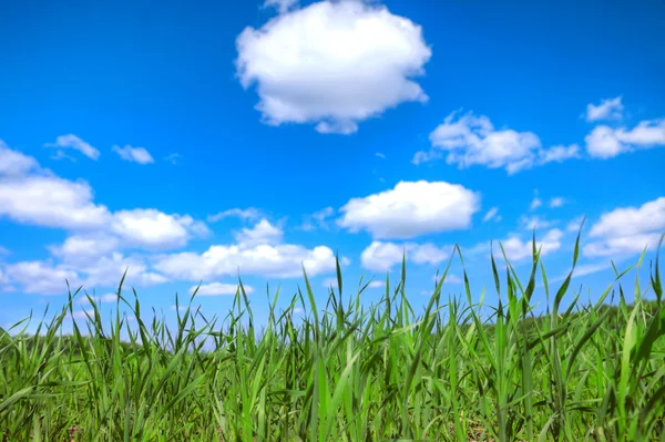 Gras en lucht — Stockfoto
