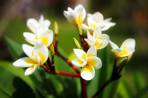 Flor Magnolia Blanca Rama Roja — Foto de Stock