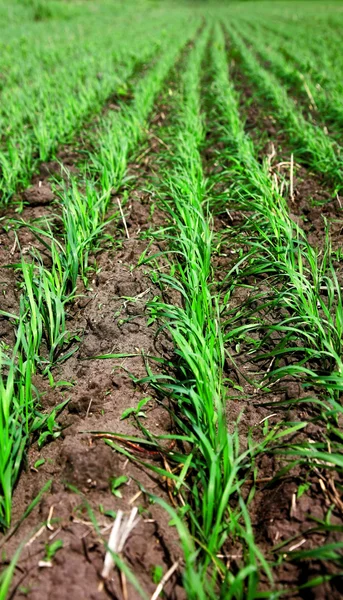 Зеленая Капуста Листва Пшеницы — стоковое фото
