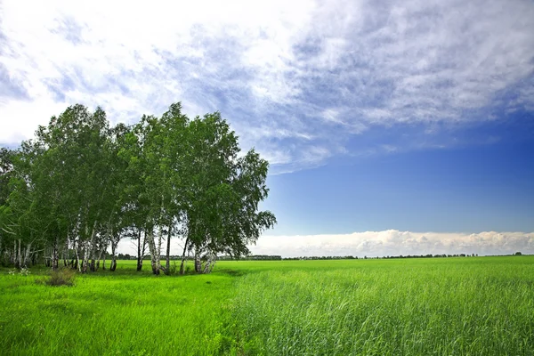 大麦农业领域和多云的蓝色天空 图库照片