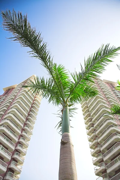 Palm och byggnader Stockbild