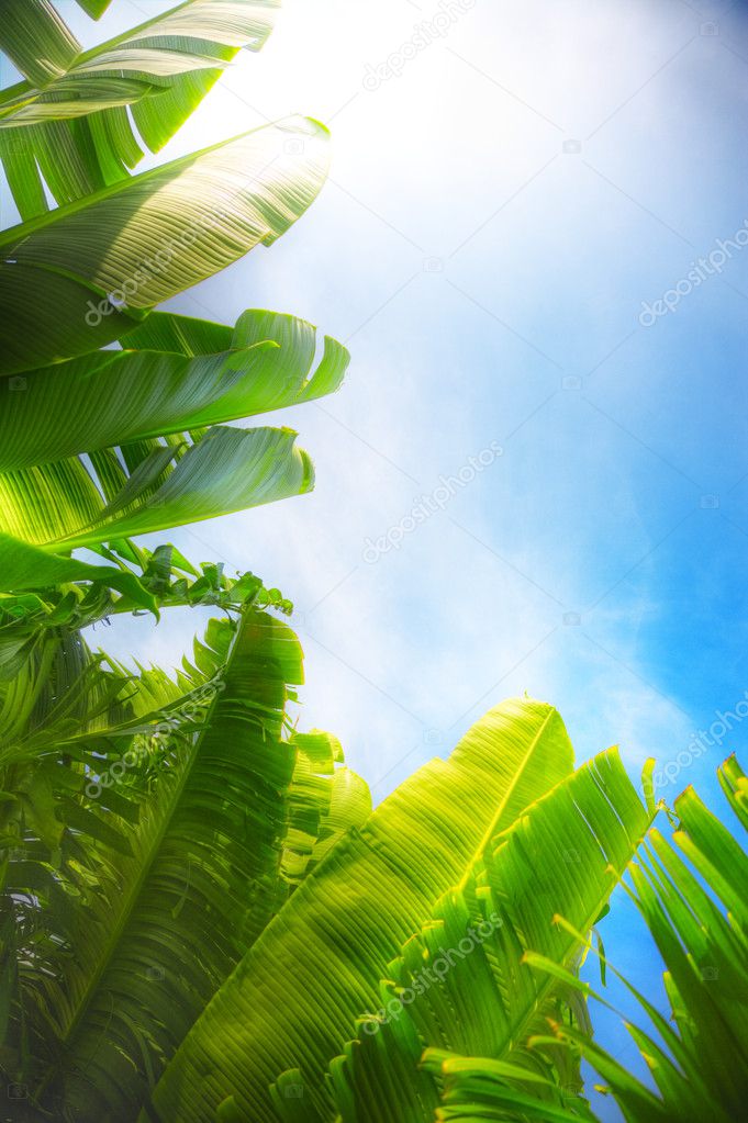 Big green leaves on blue sky background