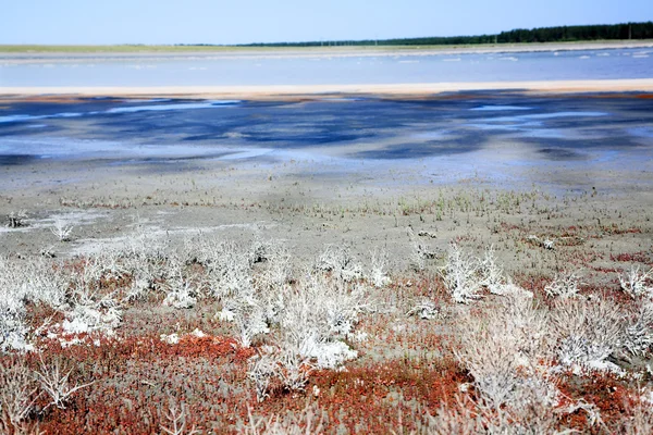 Ölü Tuzluluk Bitki Ile Tuz Gölü Kıyısında — Stok fotoğraf