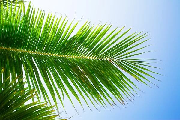 Kokospalmenblätter Auf Blauem Himmel Hintergrund — Stockfoto
